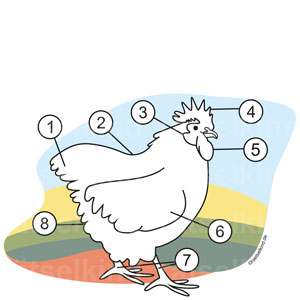 Körperteile Huhn Henne Landwirtschaft