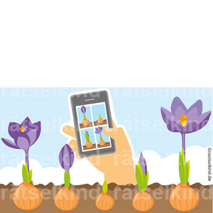 Naturrätsel Logikrätsel Frühlingsrätsel Blütezeit Blüte Garten Krokusse Frühling Foto Wachstum